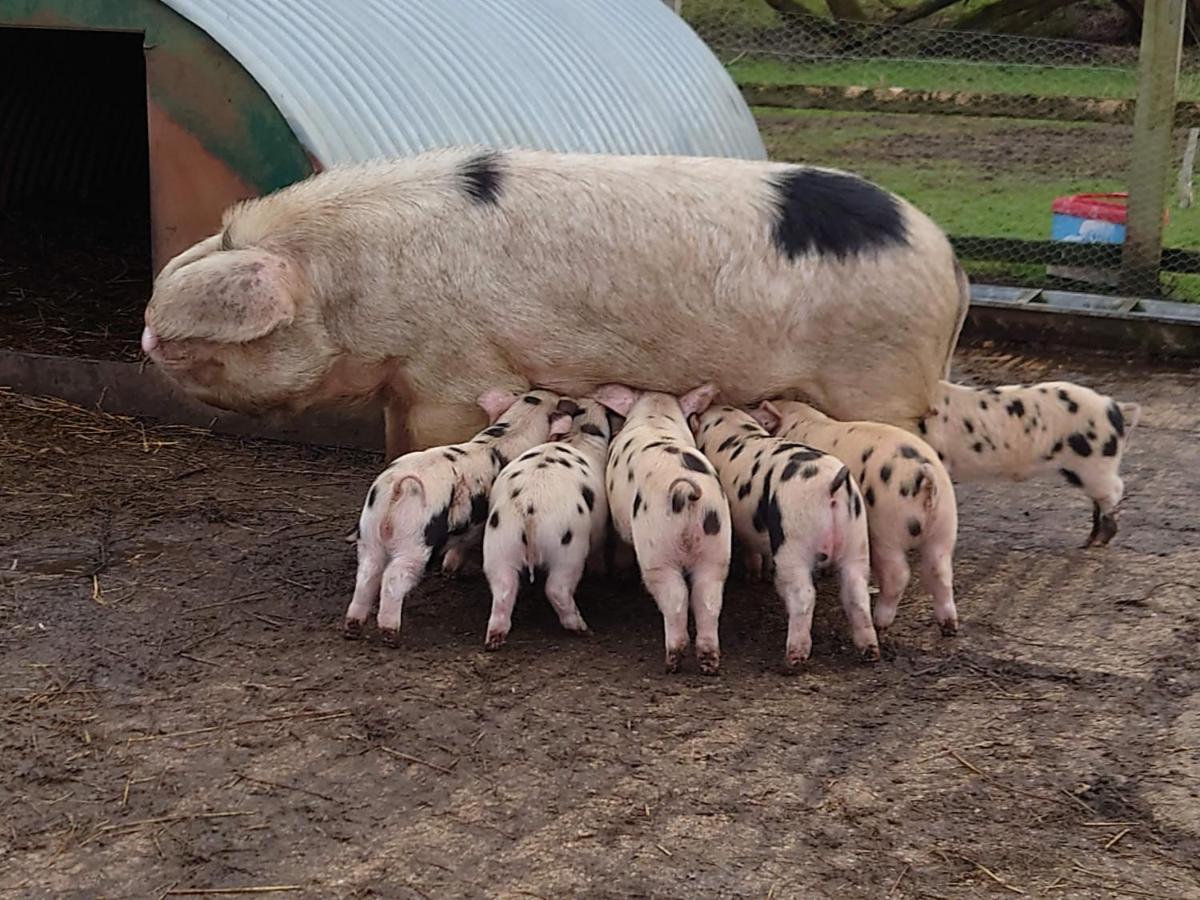 Shepherd Hut On Working Smallholding Ashton Keynes Εξωτερικό φωτογραφία