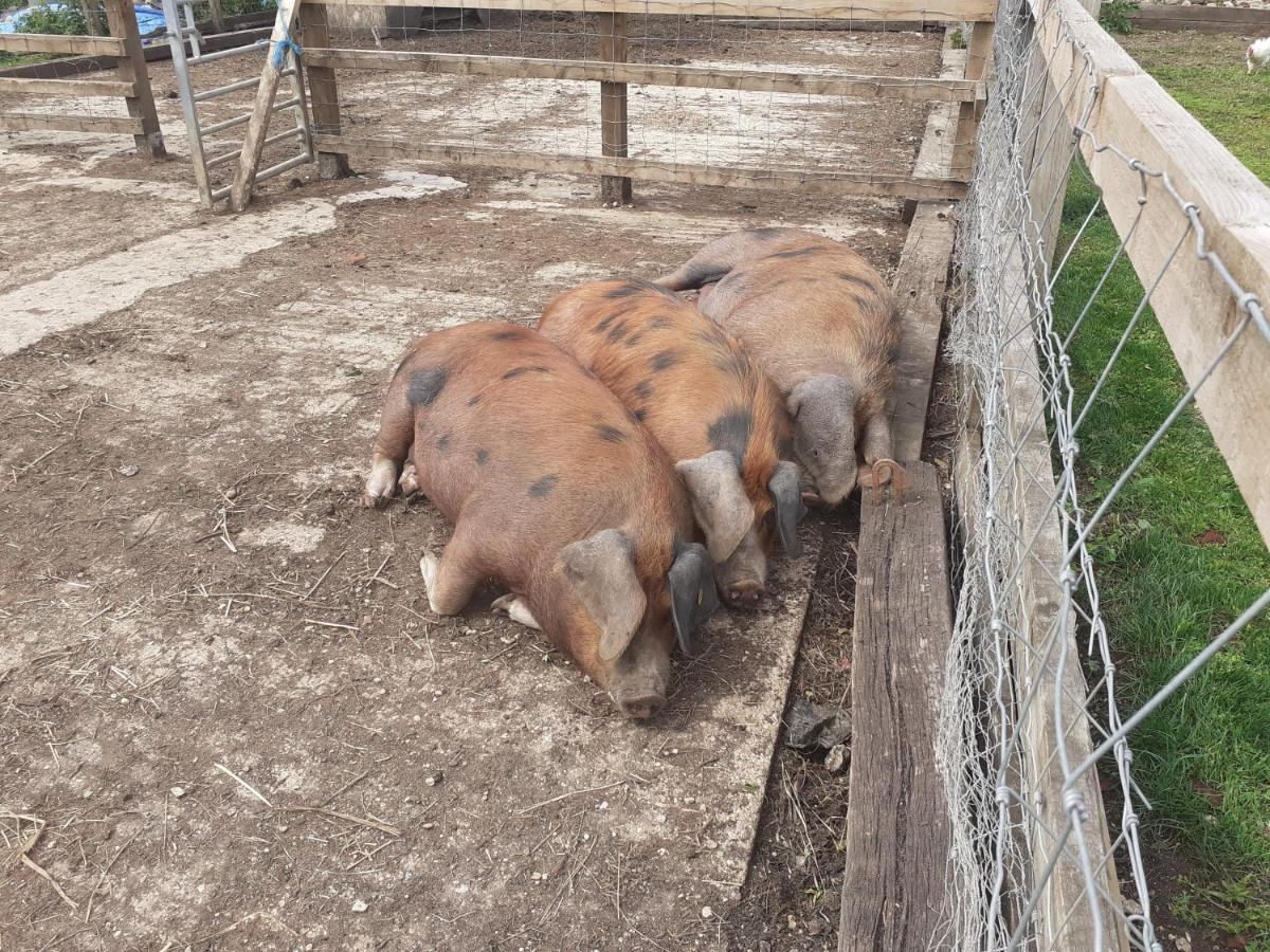 Shepherd Hut On Working Smallholding Ashton Keynes Εξωτερικό φωτογραφία