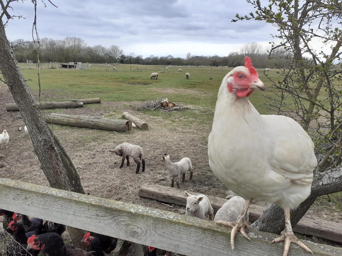 Shepherd Hut On Working Smallholding Ashton Keynes Εξωτερικό φωτογραφία