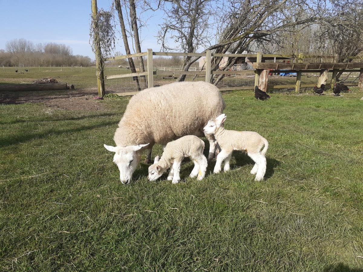 Shepherd Hut On Working Smallholding Ashton Keynes Εξωτερικό φωτογραφία